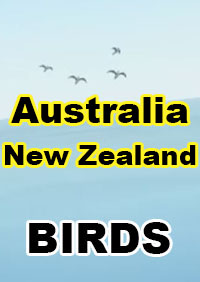 Australia New Zealand Birds MSFS